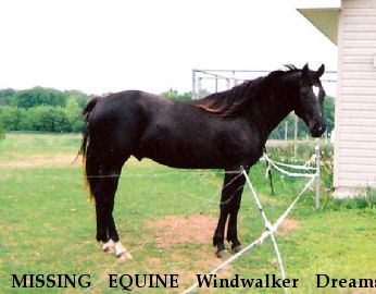 MISSING EQUINE Windwalker Dreams, Near Motley, MN, 56466